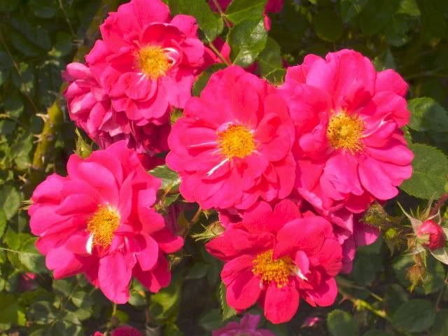 Photo Sharing and Video Hosting at Photobucket